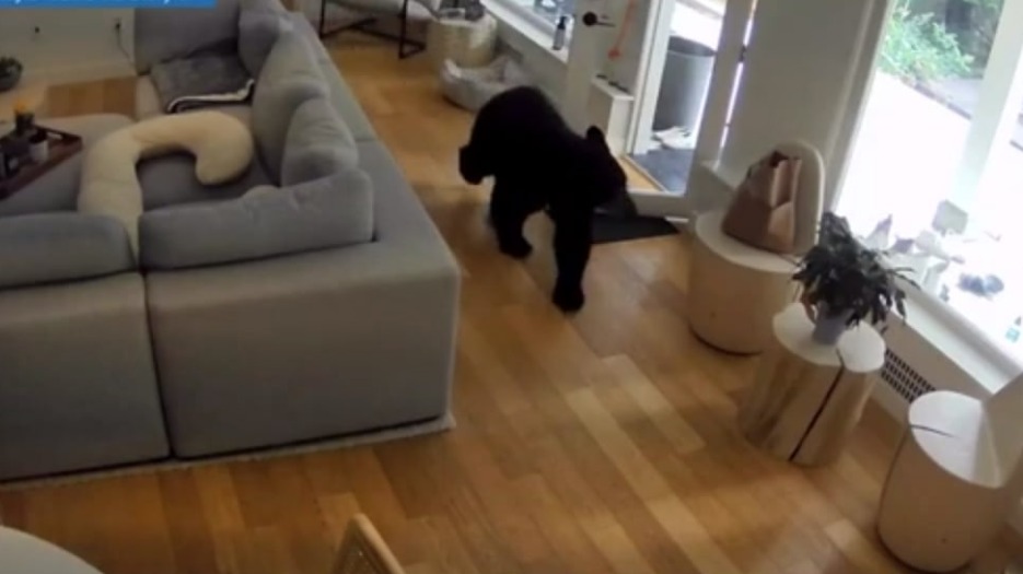 Шпиц смог выгнать медведя, который зашел в жилой дом в Канаде