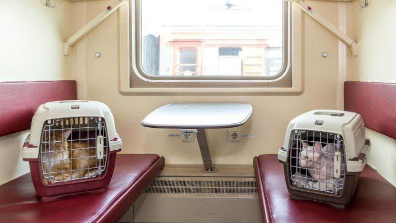Пассажиры РЖД смогут выбрать место рядом с домашними животными в вагоне