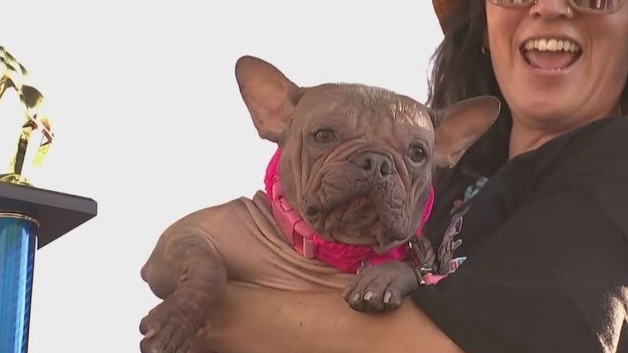 Определена самая уродливая собака в мире в 2025 году