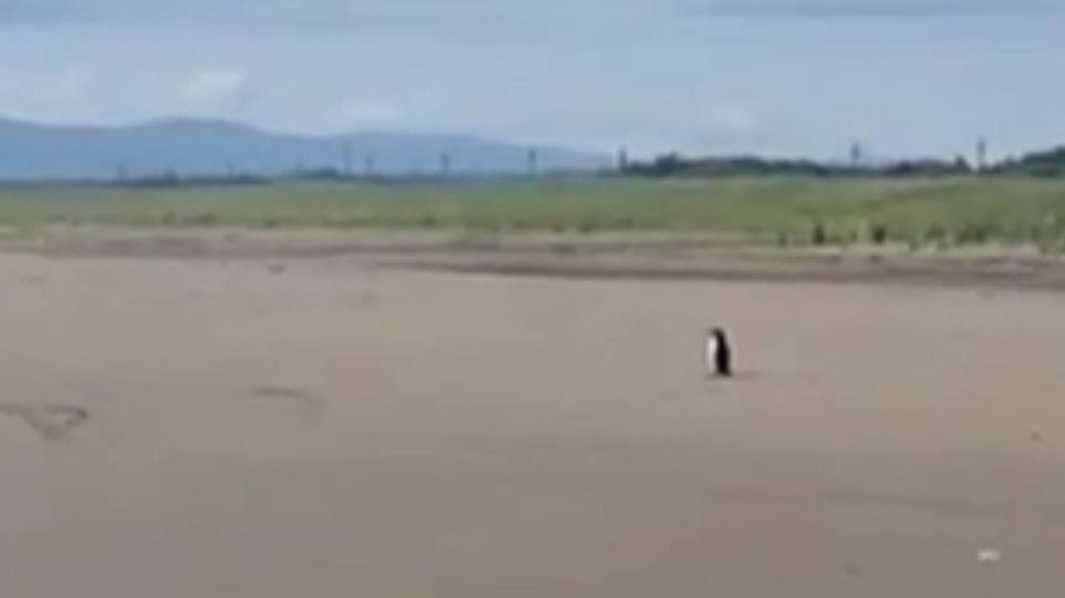 Отдыхающие встретили одинокого «пингвина» на юге Сахалина