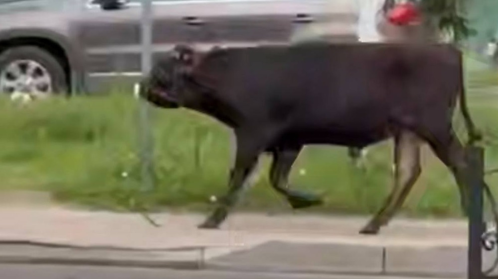 Большой бык распугал жителей подмосковных Люберец