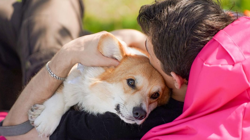 Бесплатные ветеринарные консультации ждут гостей фестиваля «Моспитомец»