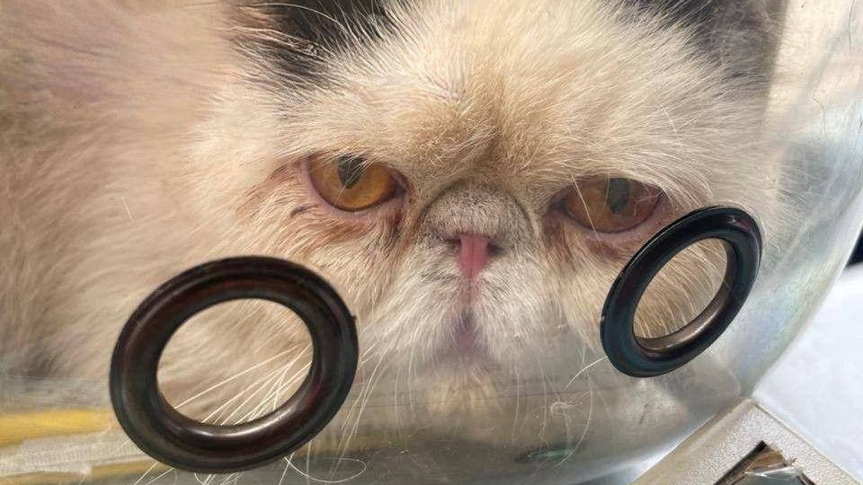 Брошенную кошку нашли в поезде на Ярославском направлении