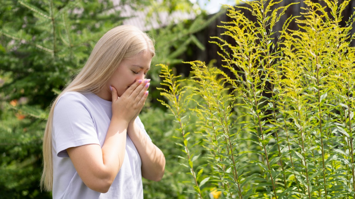 Пыльца амброзии в этом году потревожила страдающих аллергией раньше обычного