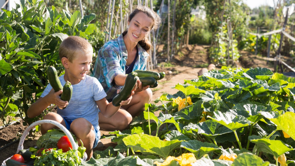 Как правильно хранить кабачки