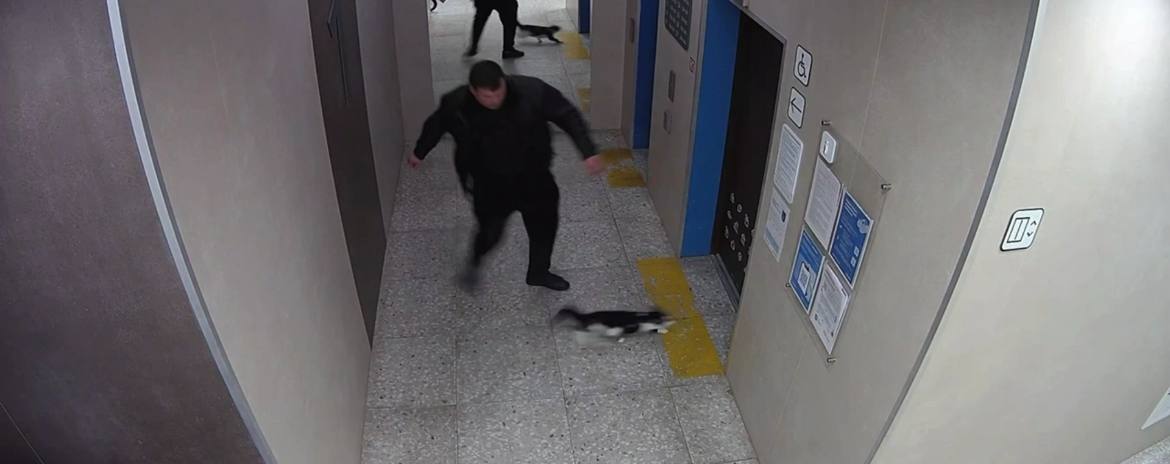 Мужчина избил ногами кота в подъезде дома на юго-востоке Москвы