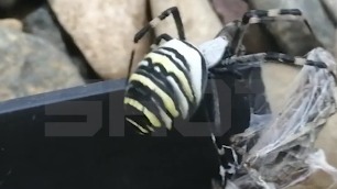 Жители Подмосковья столкнулись с нашествием ядовитых пауков-ос