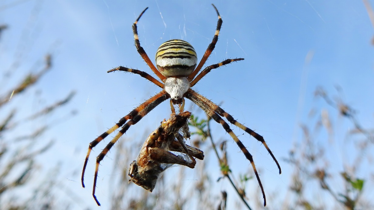 Насколько опасны пауки-осы