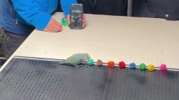 Попугай установил мировой рекорд интеллекта, решив цветовую задачу за полминуты