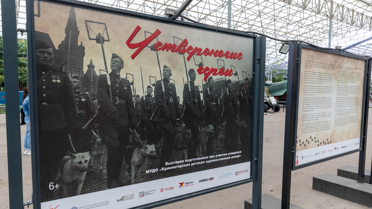 Свыше 40 музеев России покажут выставку Музея Победы о подвигах служебных собак