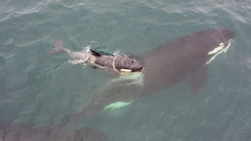 Малыша косатки, застрявшего в пластиковом кольце, пытаются спасти на Камчатке