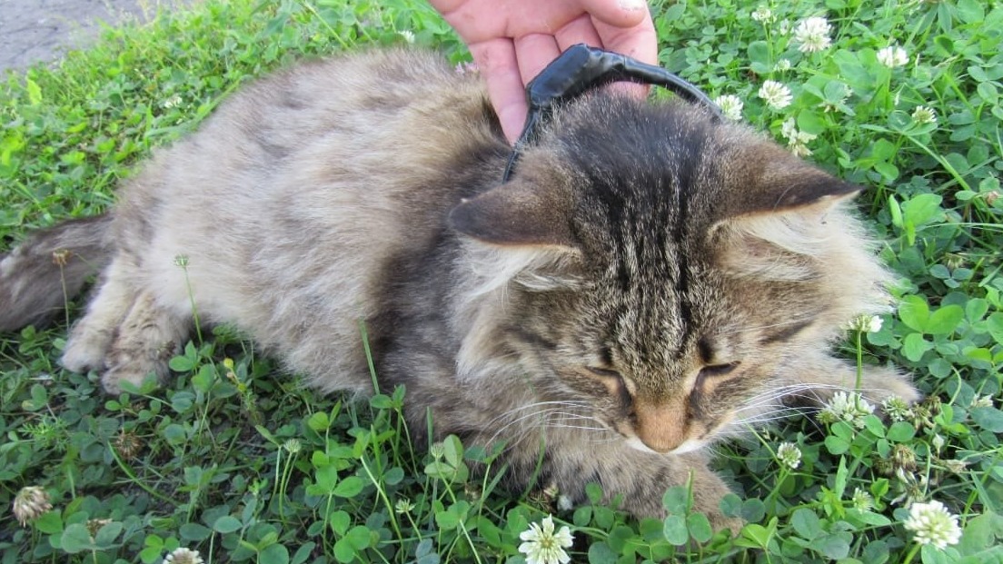 Кота-наркокурьера задержали в нижегородской колонии