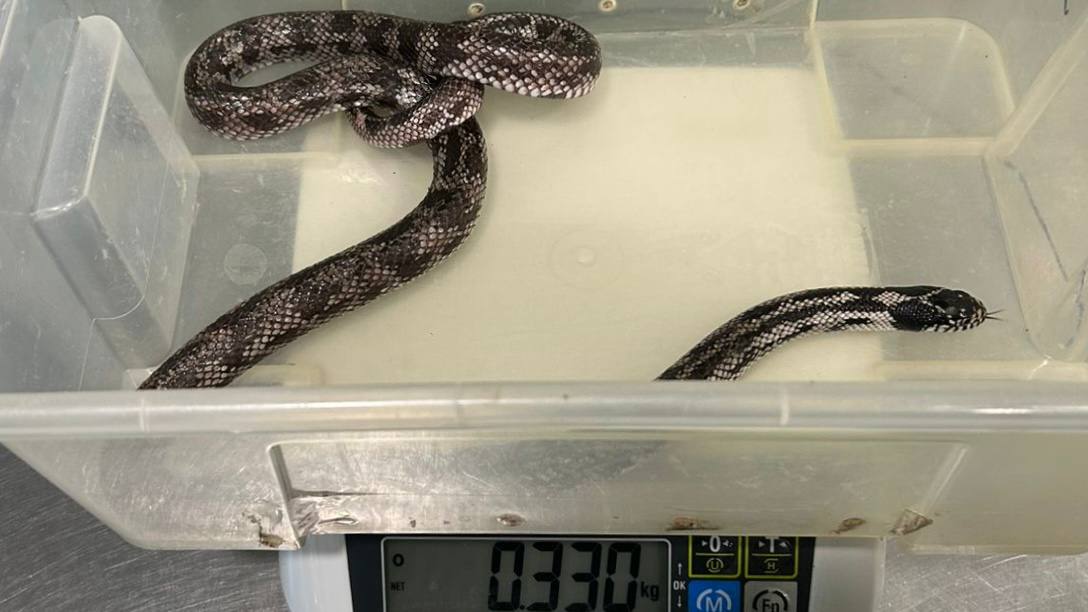 Прокуратура в Петербурге изъяла змей из-за плохого содержания и показа за деньги