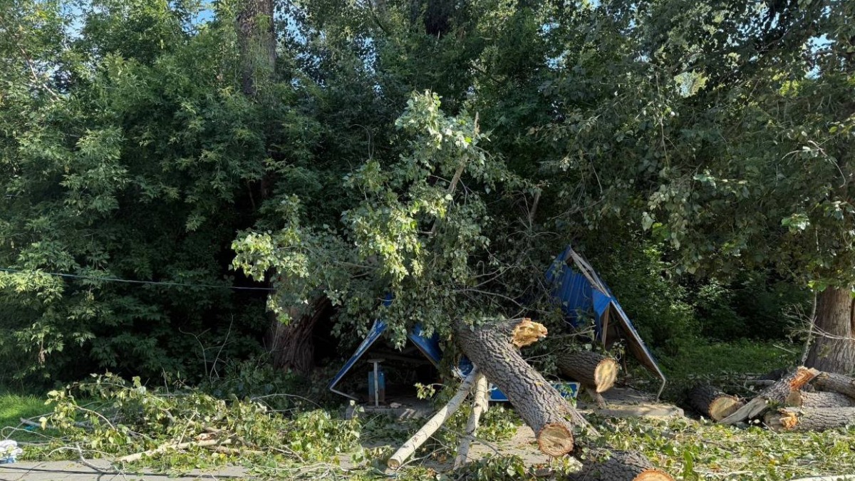 Упавшее дерево придавило трех людей на остановке в Новосибирске