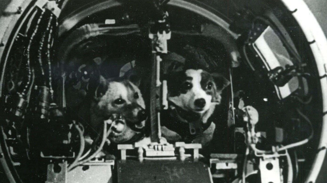 Белка и Стрелка доказали, что из космоса можно вернуться живыми