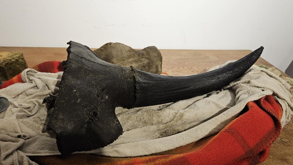 Останки вымершего девять тысяч лет назад зубра выловил из реки 11-летний поляк