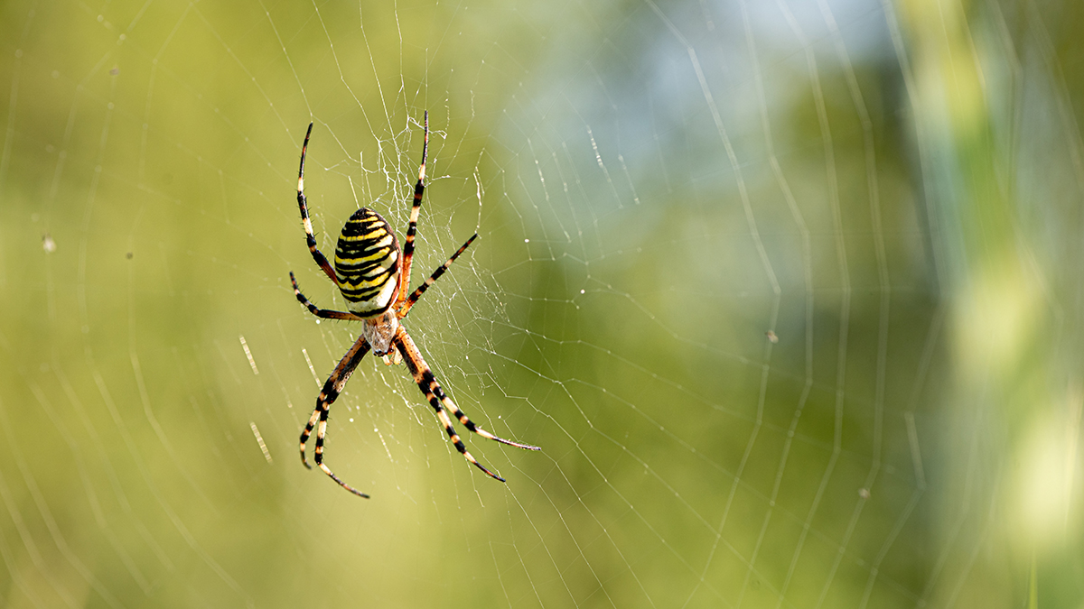 Самки пауков создают кокон для того, чтобы защитить потомство от возможных угроз
