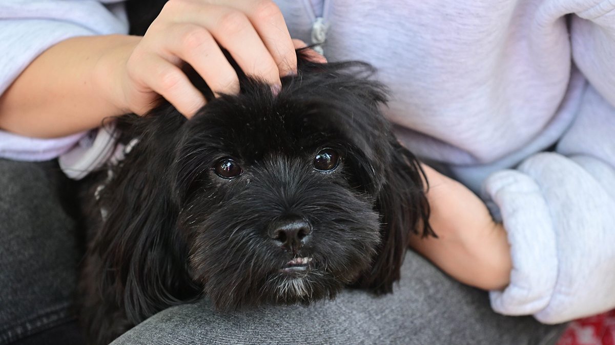 Почему в Госдуме предложили запретить вход с собаками в магазины, кафе и аптеки