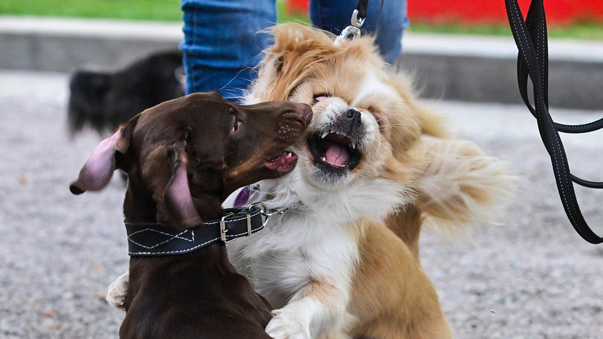 Депутаты предложили ограничить количество проживающих в одной квартире животных: как это будет работать