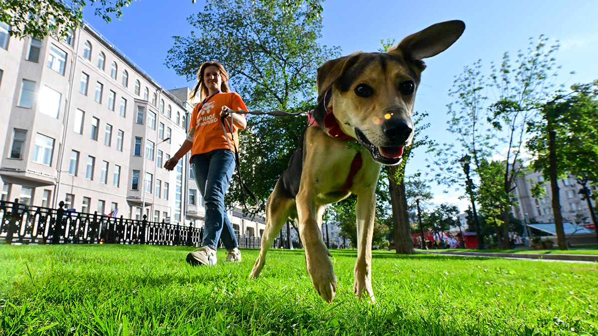 Новый тренд этого года: что такое хоббидоггинг 