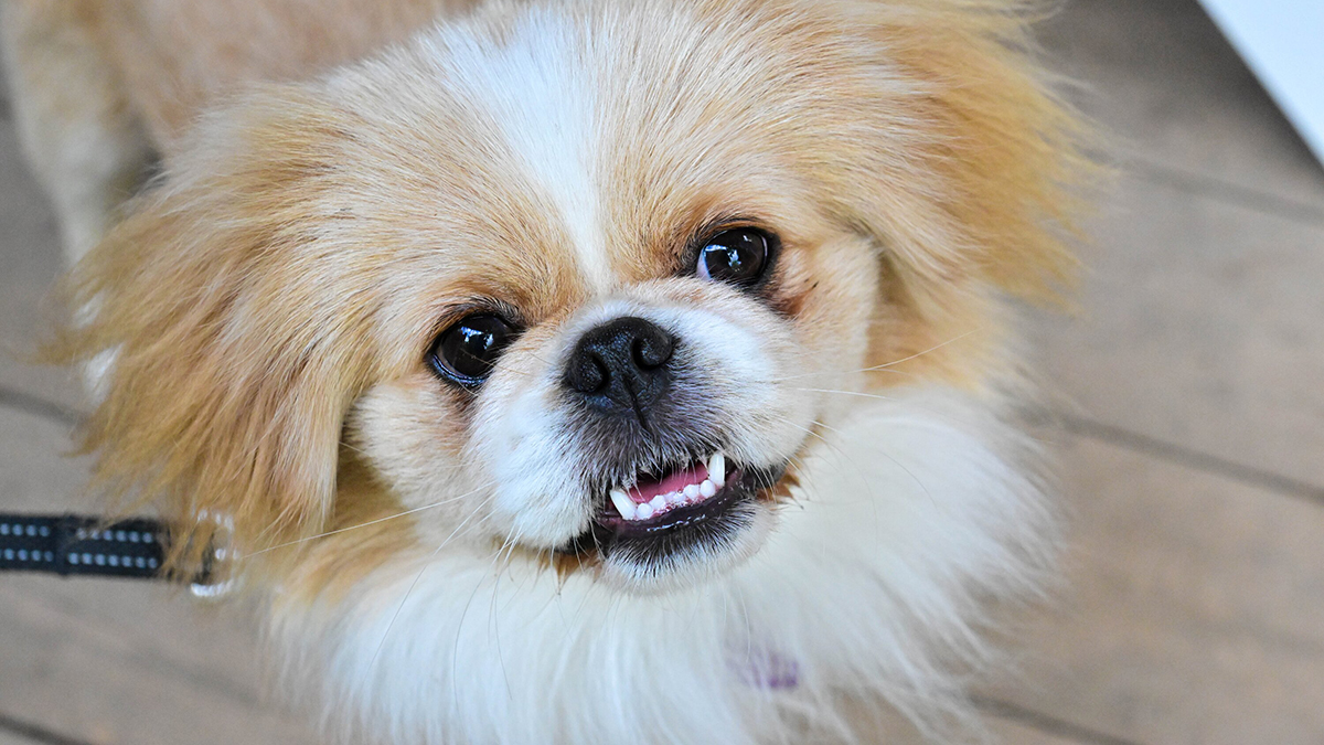 Блюда для собак за пять тысяч рублей начали подавать в ресторанах Москвы