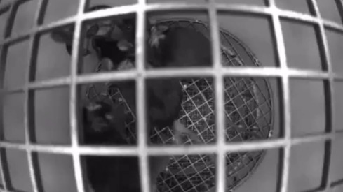 Роскосмос опубликовал видео с мышами на борту спутника «Бион-М» № 2