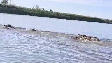 Массовый заплыв стада кабанов через всю Волгу попал на видео