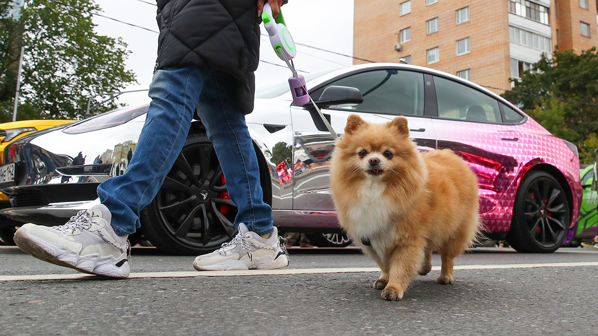 Зоопсихолог и ветеринар Волков осудил предложение никуда не пускать собачников