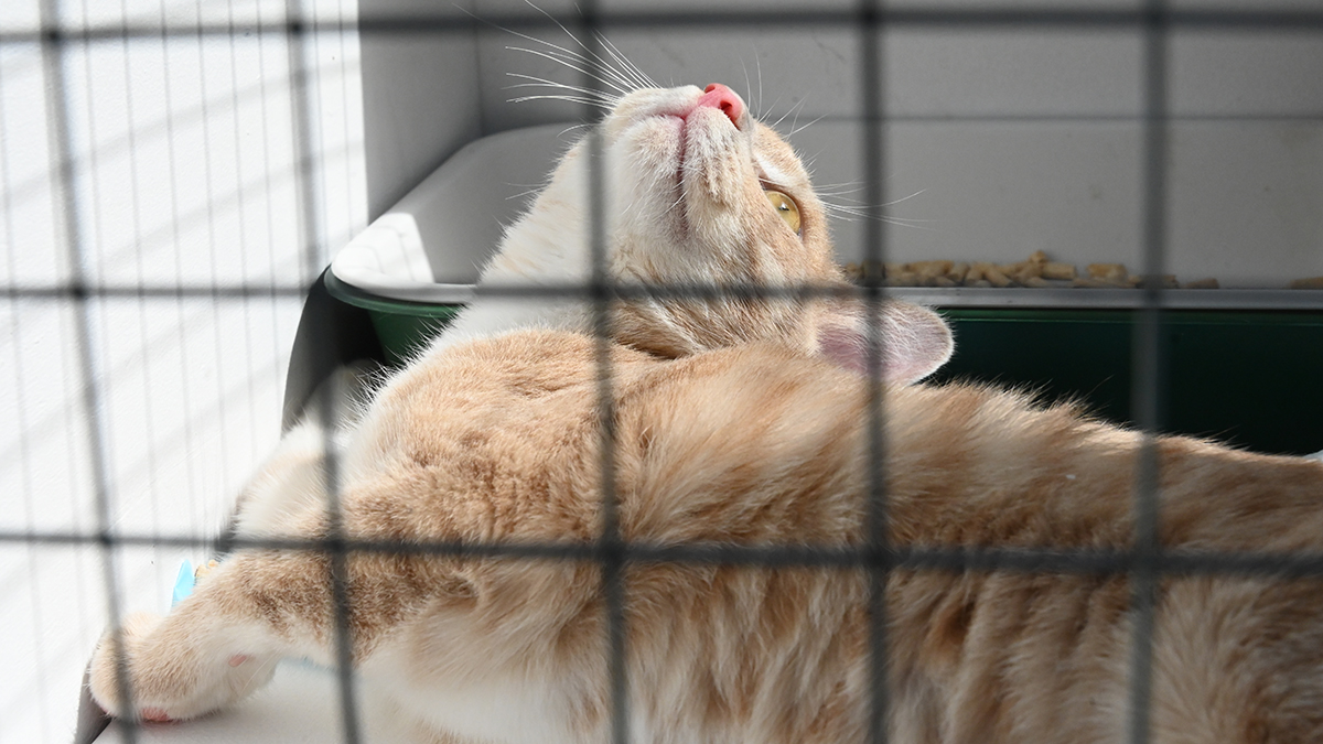 Зампред МГД: Сервис «Моспитомец» поможет найти дом большому числу животных