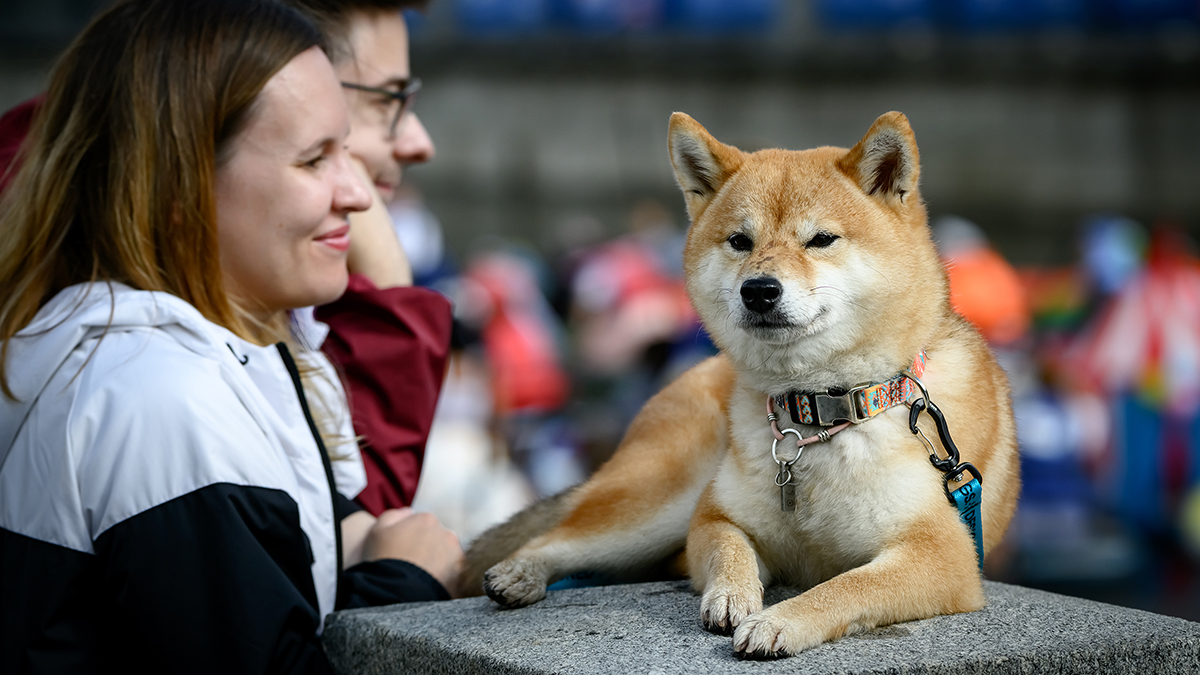 Что делать при потере домашнего питомца