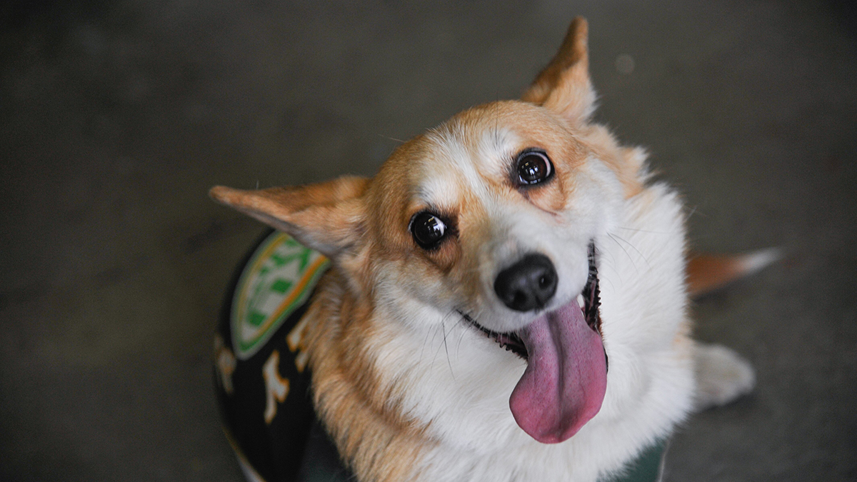 Парад корги впервые пройдет на ВДНХ