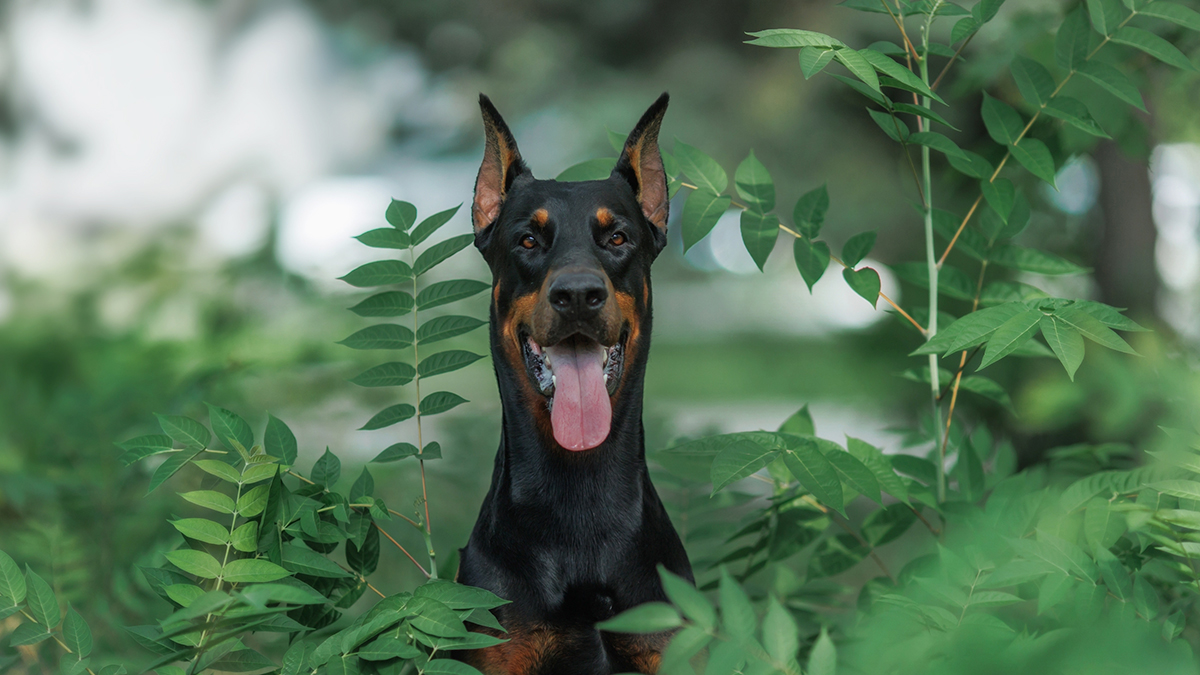 Самовыгул собаки: что значит это понятие, какая может быть ответственность, можно ли отпускать питомца без поводка