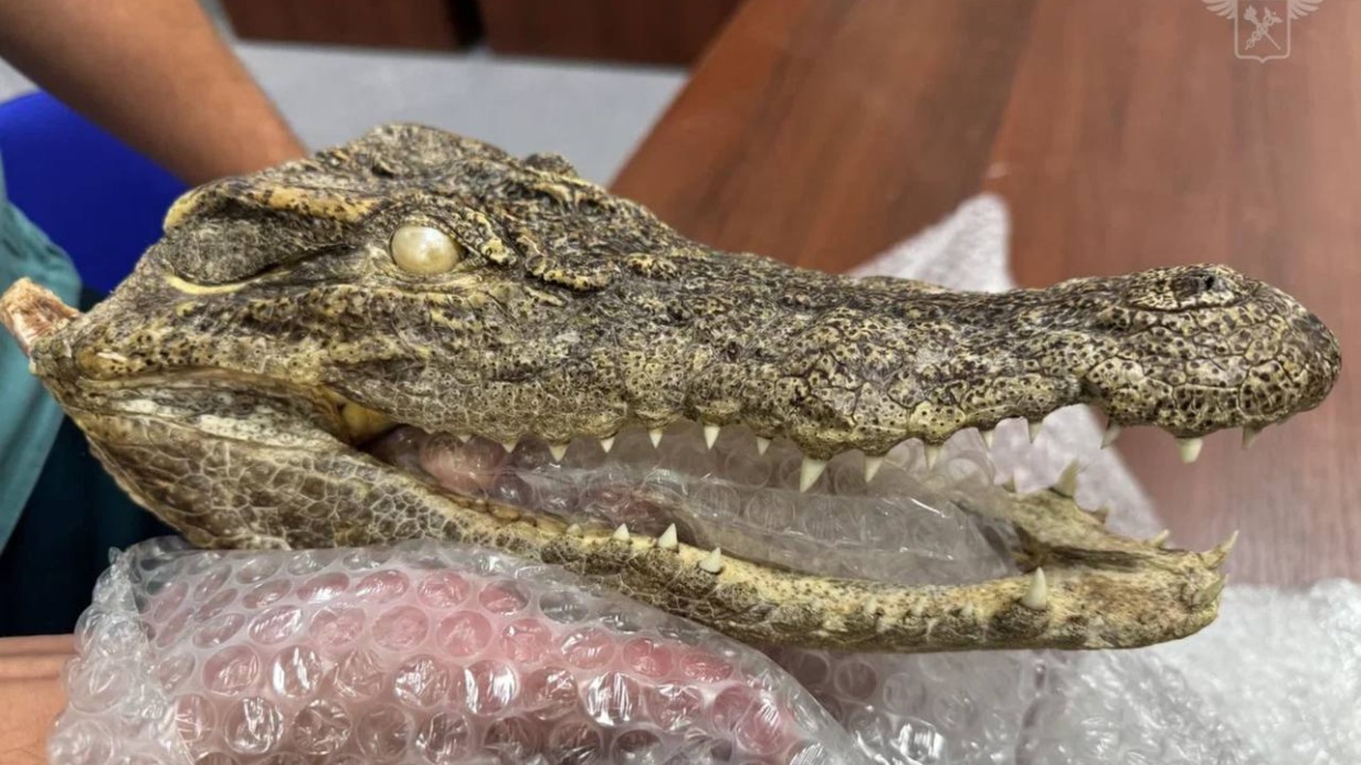 Мужчина пытался провезти в Россию из Вьетнама голову крокодила и получил штраф