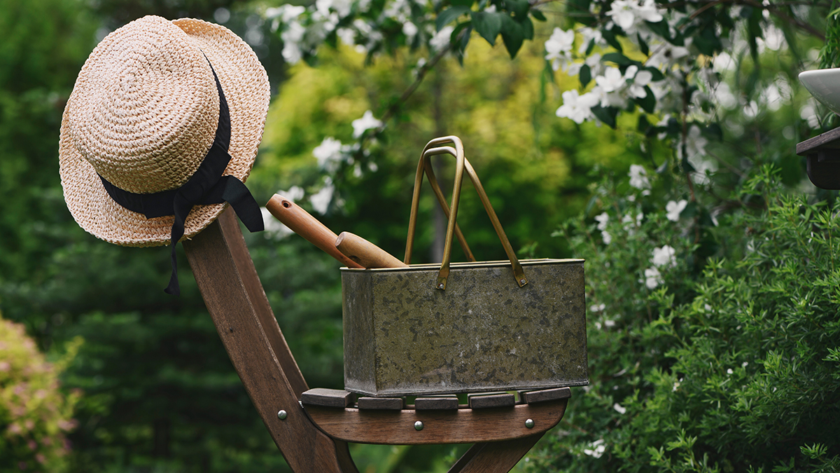 Чем может грозить выращивание ясенелистного клена на даче