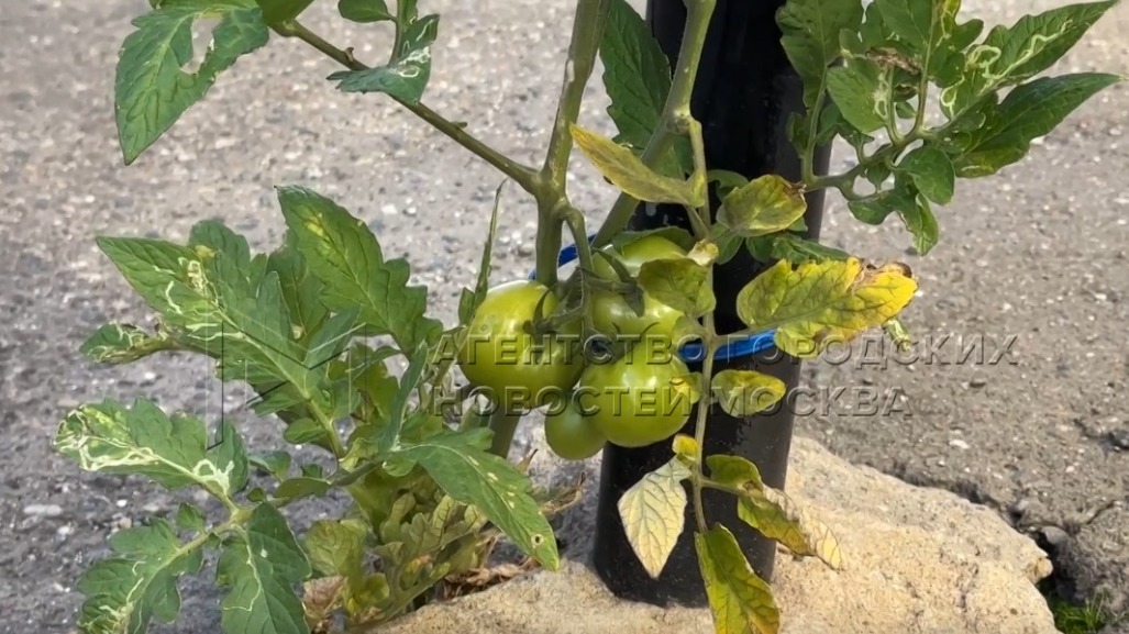 Куст с помидорами вырос из асфальта посреди дороги в центре Москвы