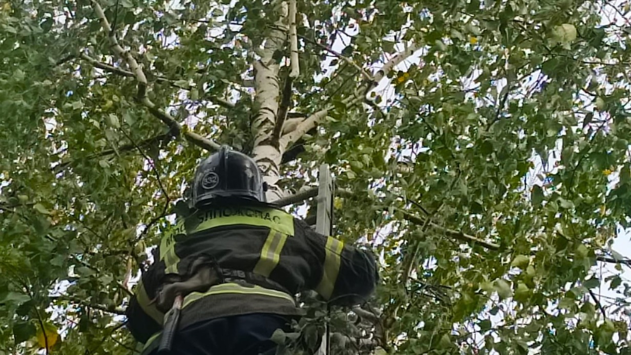 Просидевшего три дня на березе кота спасли в Подмосковье 