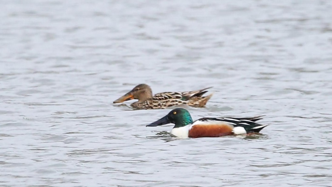 Редкую птицу широконоску заметили в акватории Москвы-реки