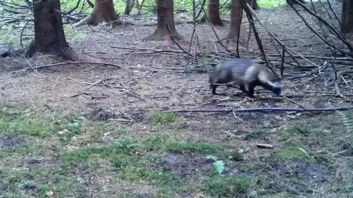 Енотовидную собаку впервые в этом году заметили в Москве