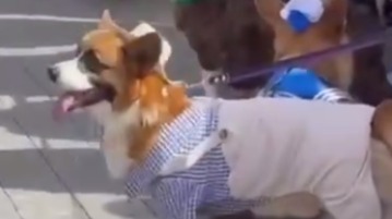 Парад королевских корги прошел в Москве