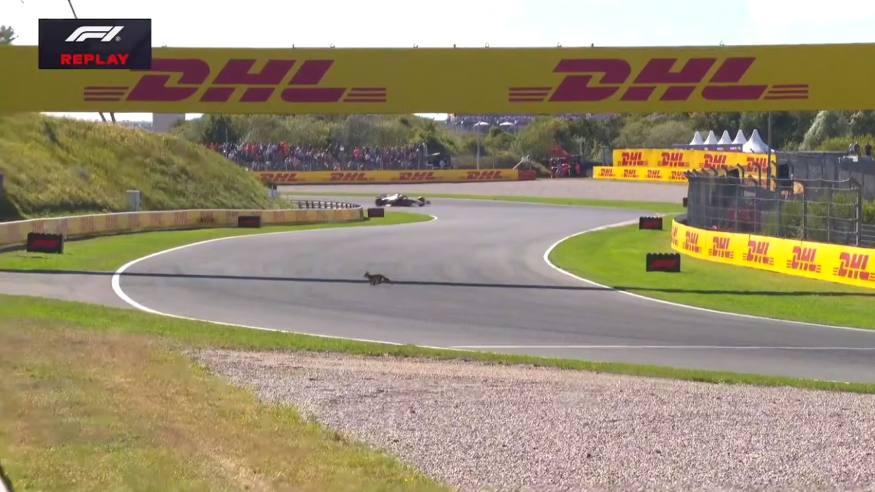 Лиса выбежала на трассу «Формулы-1», где ее чуть не задавил болид (видео)