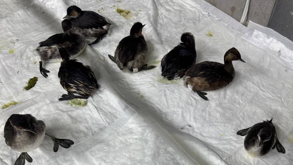 Птицы получили химические ожоги после утечки в порту Новороссийска