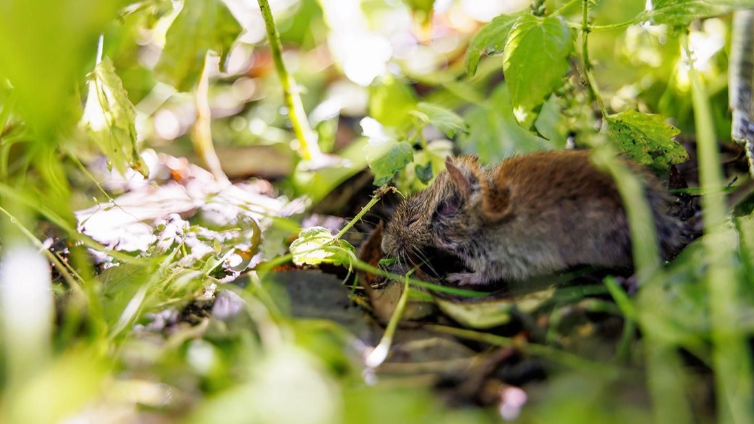 Как в «Лосином Острове» проверяют состояние здоровья мышевидных грызунов
