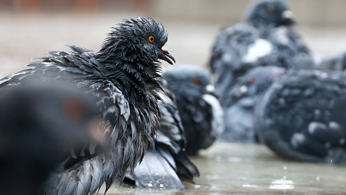 Какие болезни переносят голуби