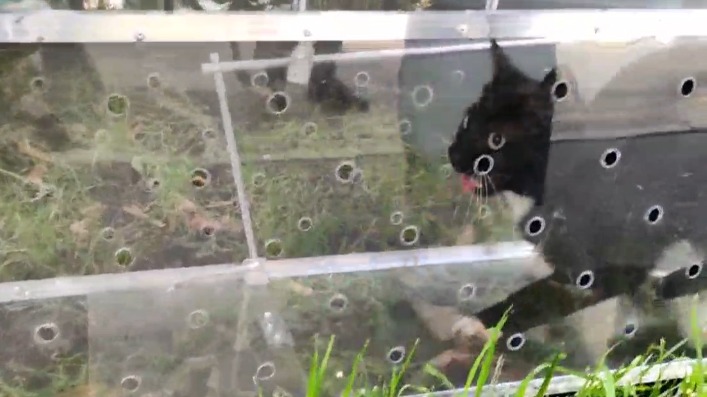 Москвичка две недели подкармливала кота, застрявшего в камере теплового пункта