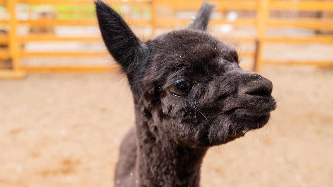 Юные москвичи выберут имя для малышки-альпаки с «Городской фермы» на ВДНХ