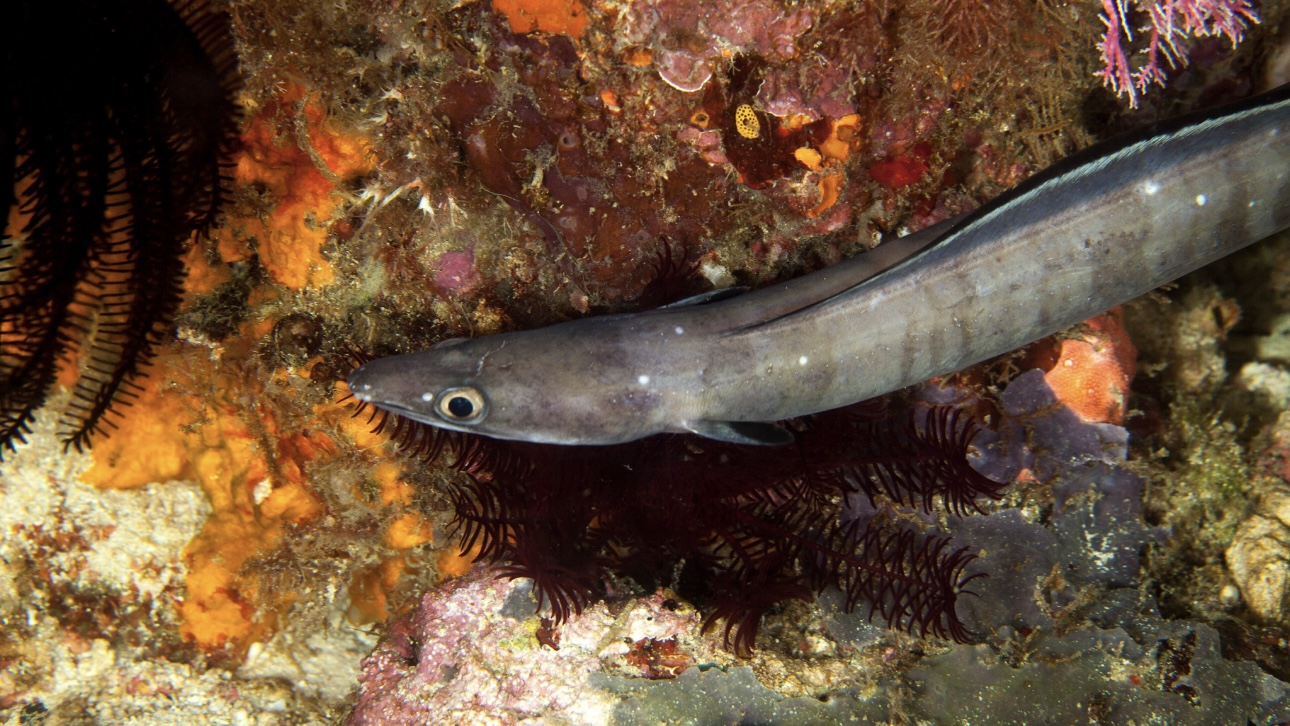 Американец поймал самую уродливую рыбу в жизни и установил новый рекорд