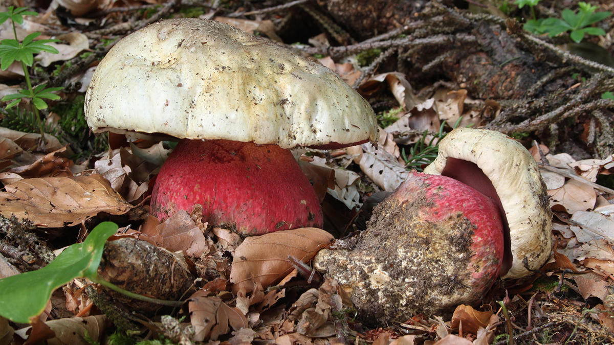 Россиян предупредили об опасности похожего на боровик ядовитого гриба