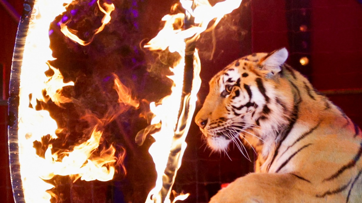 Классический номер из представления «Полосатый рейс»