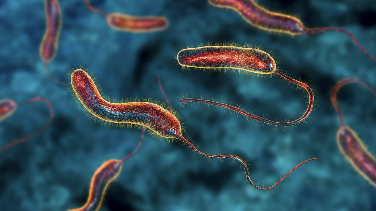 Бактерия Vibrio в Турции: как защититься от инфекции, кто в группе риска, может ли дойти до России