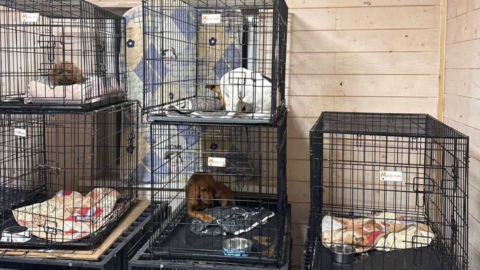 Скандал с приютом DogTown в Чехове: что происходило с животными, какие ужасы там творились, чьи собаки там были
